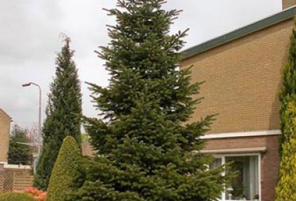 ABIES NORDMANNIANA (DOĞU KARADENİZ GÖKNARI)